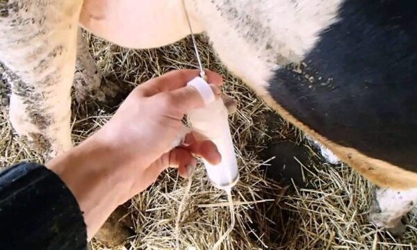 Травмы вымени у коровы: лечение и профилактика