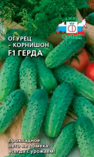 На заметку огородникам: самые высокоурожайные сорта огурцов для открытого грунта