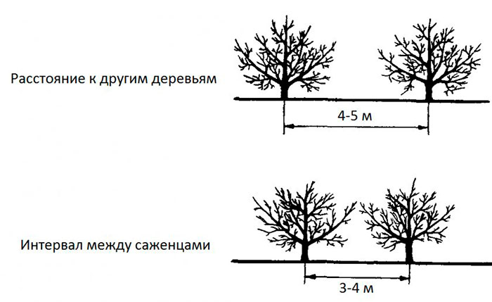 Посадка яблони весной саженцами в открытый грунт