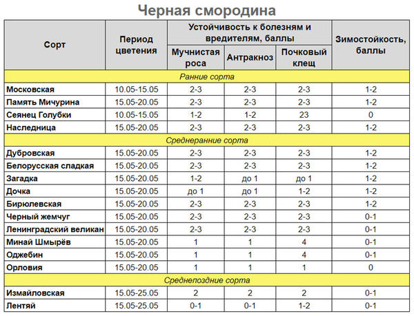 Черная смородина