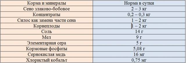 Содержание овец в домашних условиях для начинающих