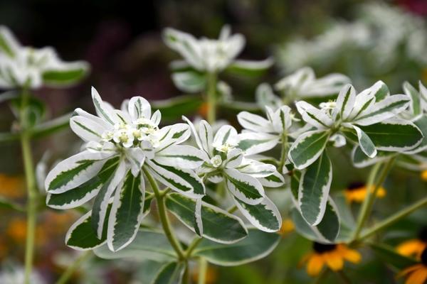 Молочай окаймлённый (Euphorbia marginata)