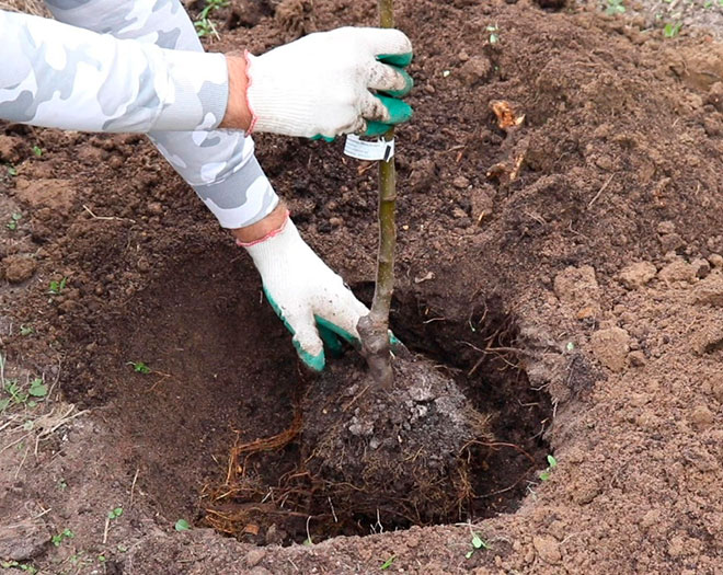 Как сажать колониводные яблони весной и осенью: расстояние между деревьями, уход и выращивание