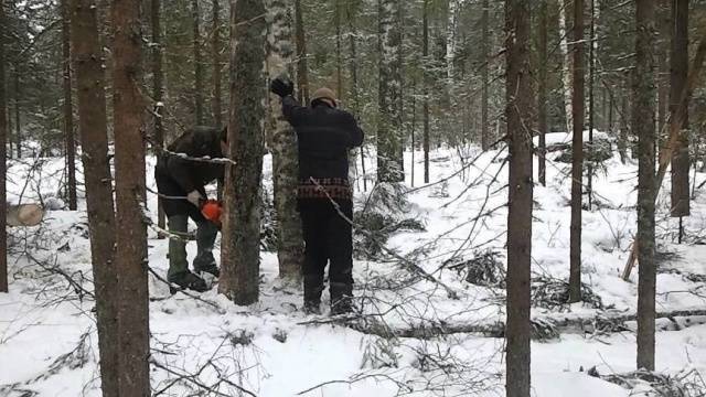 Заготовка дров для собственных нужд