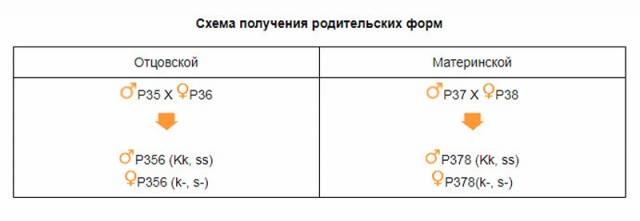 Порода кур Родонит: описание + фото