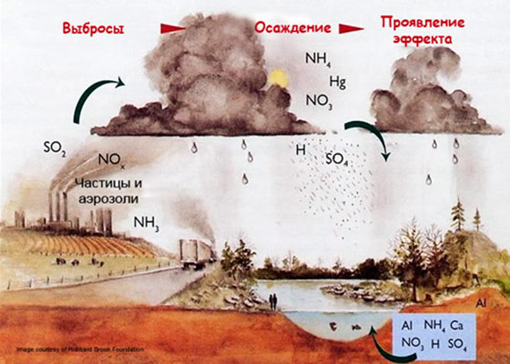 Что делать, если на вишне нет листьев?