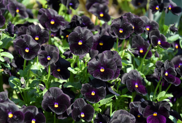 12 садовых цветов с черными цветками. Очаровательные угольки и смуглянки