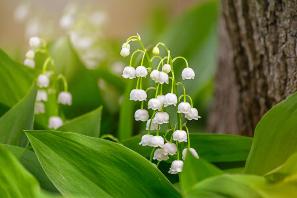 Ландыш майский (Convallaria majalis)