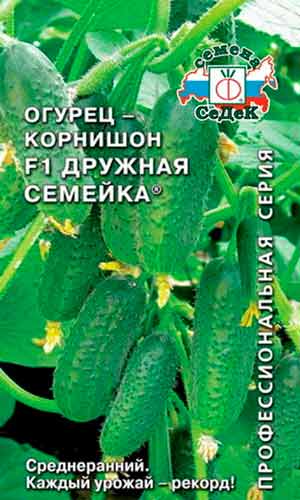 На заметку огородникам: самые высокоурожайные сорта огурцов для открытого грунта