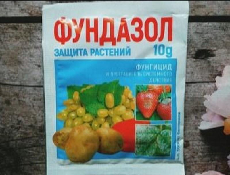 Пиретрум (далматская ромашка): как выглядит цветок, выращивание в открытом грунте