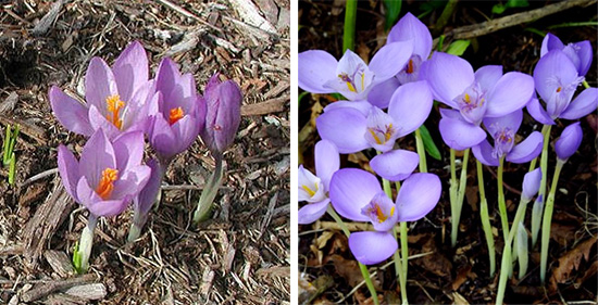 Crocus serotinus, Сrocus banaticus