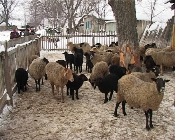 Содержание овец в домашних условиях для начинающих