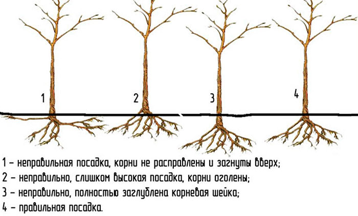 Когда пересаживать яблоню – весной или осенью, советы и рекомендации