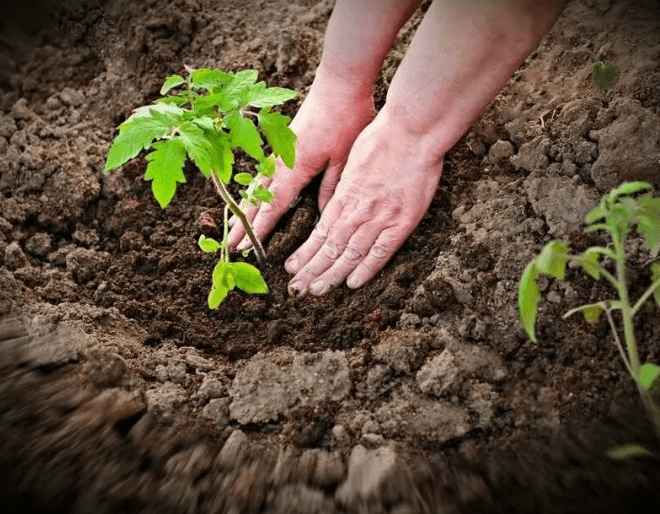 Помидоры Кукла Маша: описание сорта, фото, отзывы