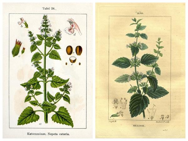 Ботанические рисунки дают представление о различиях: слева - котовник кошачий (источник изображения: dic.academic.ru), справа - мелисса лекарственная (источник изображения: i.pinimg.com)