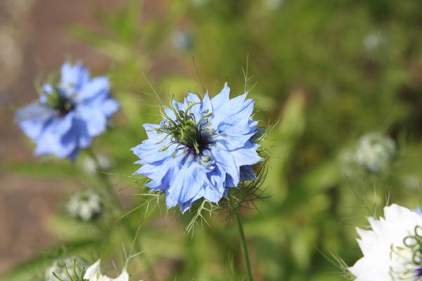 Чернушка дамасская (Nigella damascena)