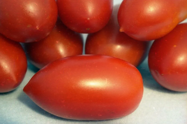 Сорт помидоров Лель: описание, фото, отзывы