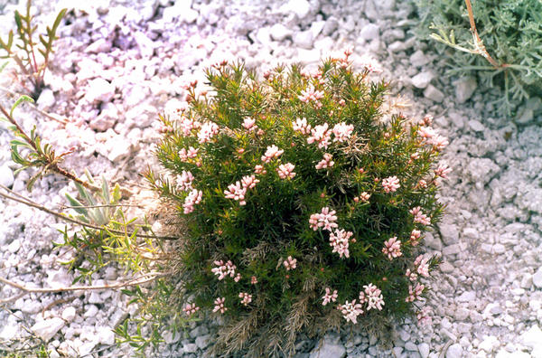 Ясменник розоватый (Asperula cynanchica)