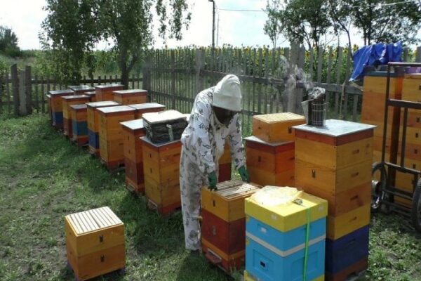 Как подсадить роевой маточник к пчелам