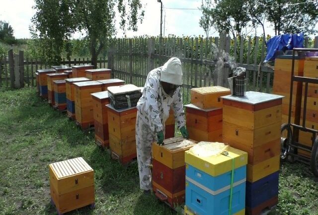 Как подсадить роевой маточник к пчелам