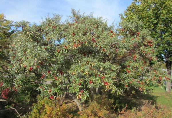 Форму кроны шефердии можно красиво сформировать. Фото с сайта coloradohardyplants.com