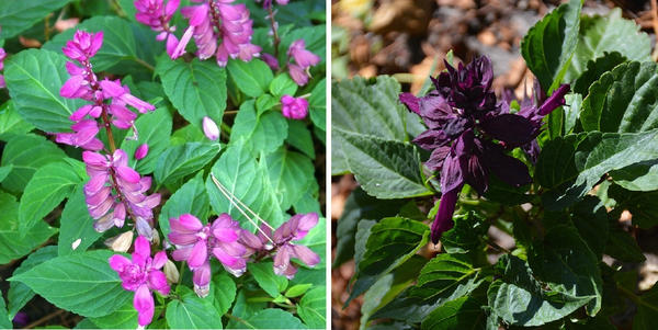 Слева: сальвия сверкающая Reddy Lavender. Фото автора. Справа: сальвия сверкающая Reddy Purple