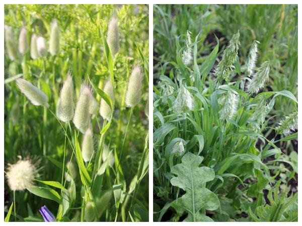 Злаки: лагурус (Lagurus) слева и ламаркия золотистая (Lamarckia aurea) справа