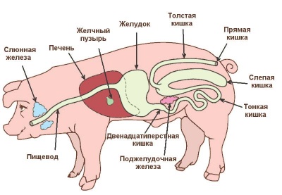 Свиньи и поросята плохо едят и не растут: что делать