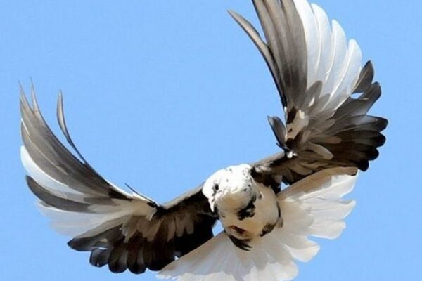 Серпастые голуби: полет и описание