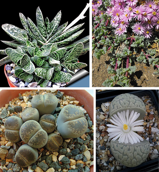 Суккуленты Gasteria bicolor var. liliputana, Lampranthus deltoides, Litops Lesli, Lithops‬ marmorata elisae