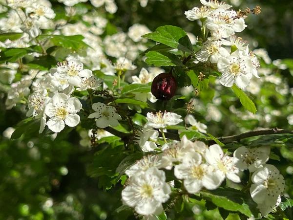 Из цветков боярышника готовят целебные настои и настойки