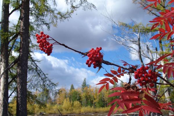 Рябина &amp;amp;amp;amp;amp;amp;ndash; дорога на Север.