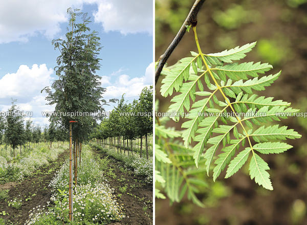 Рябина обыкновенная Aspleniifolia. Фото: © ruspitomniki.ru