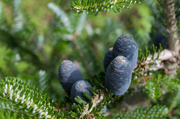 Корейская пихта (Abies koreana)