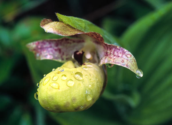 Башмачок желтый (Cypripedium flavum) - один из самых неприхотливых видов