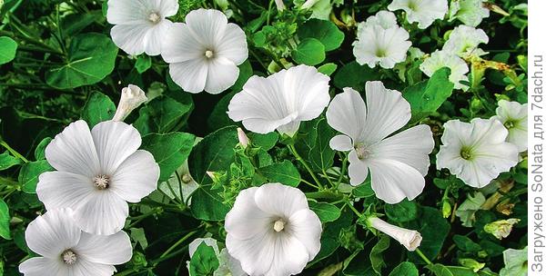 ЛЛетник лаватера трехмесячная (Lavatera trimestris) славится обильным цветением