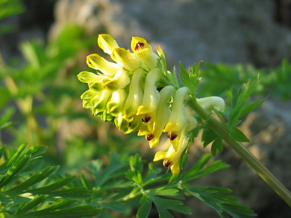 Хохлатка благородная (Corydalis nobilis)