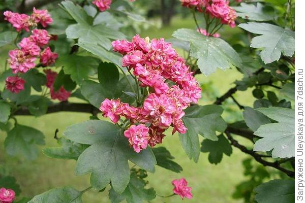 Боярышник однопестичный Rosea-Рlena, фото сайта flower.onego.ru