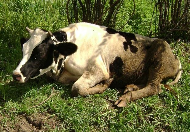 Почему корова не пьет воду, отказывается от еды