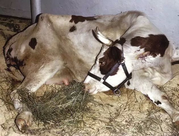 Почему корова не пьет воду, отказывается от еды