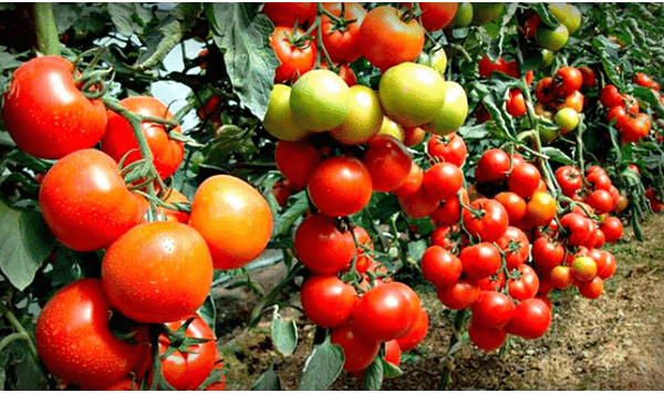 Почему помидоры водянистые и невкусные