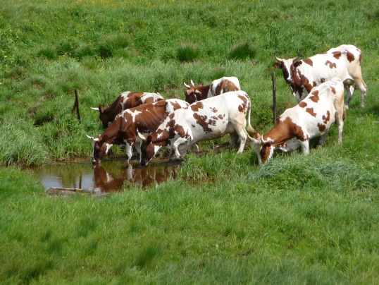 Как вылечить копытную гниль у коровы
