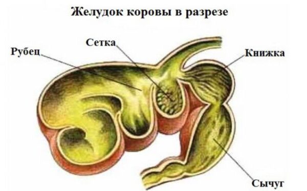 Почему корова не пьет воду, отказывается от еды