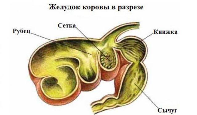 Почему корова не пьет воду, отказывается от еды