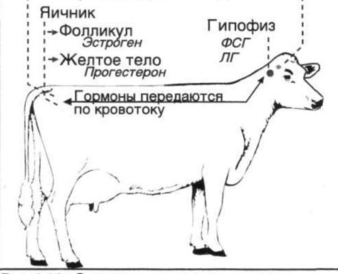 Гипофункция яичников у коров: лечение и причины