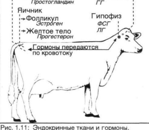 Гипофункция яичников у коров: лечение и причины