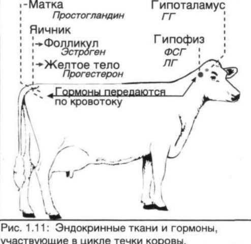 Гипофункция яичников у коров: лечение и причины