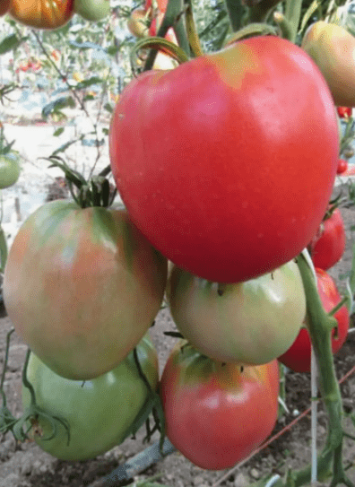 Сорт томата Алтайский розовый: описание, фото, отзывы