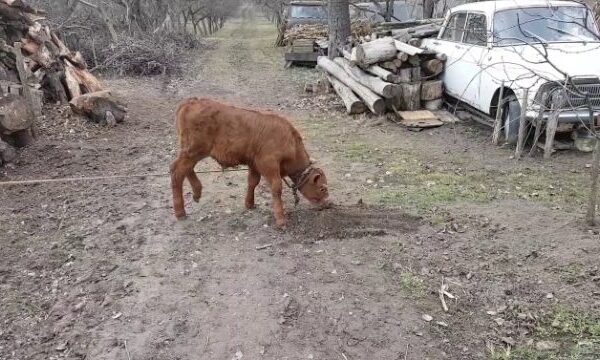 Почему быки едят землю