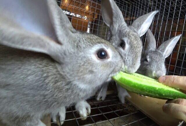 Можно ли кормить кроликов свежими (сырыми) кабачками